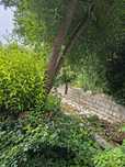 Oddam za darmo drewno