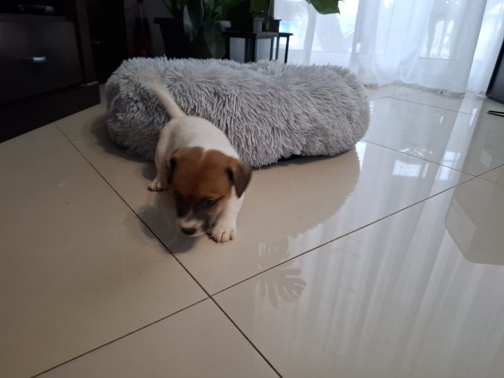 Jack Russell Terrier piesek