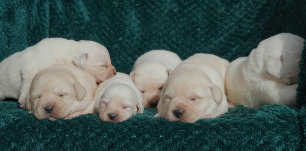 Labrador Reriever FCI ZKwP - BISZKOPTOWY PIES - szczenię