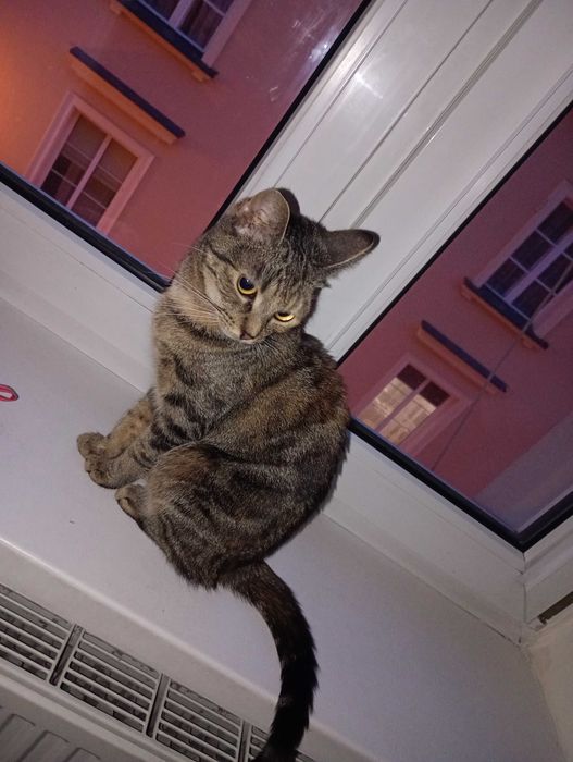 Oddam kotkę w dobre ręce + domek