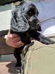 Śliczny  piesek Cocer Spaniel z rodowodem