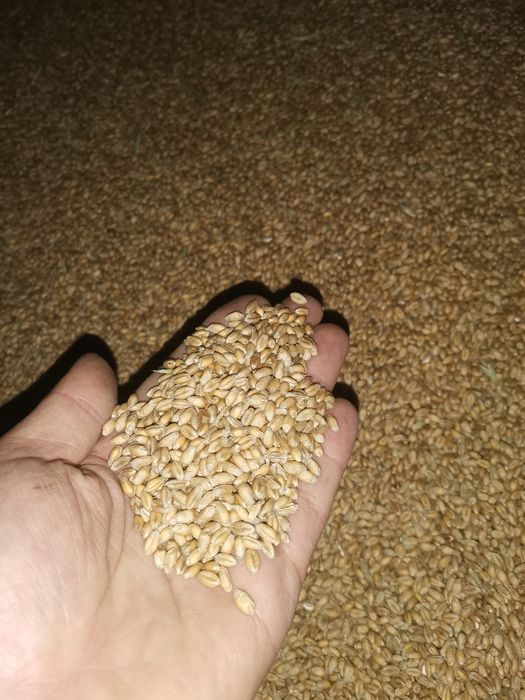 Pszenica ozima euforia