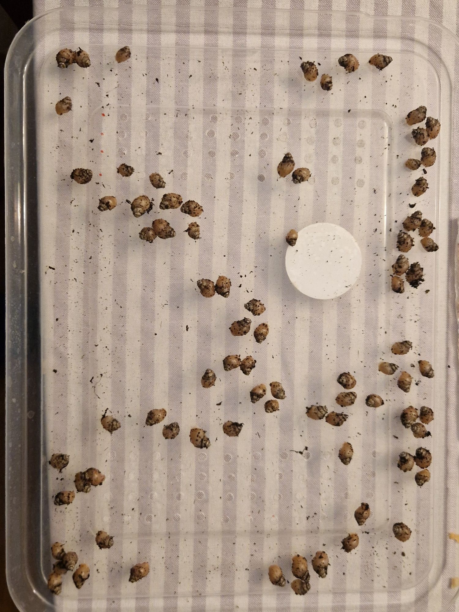 Ślimak afrykański Lissachatina fulica rodatzi.