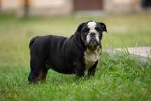 Buldog Angielski Piesek Tricolor