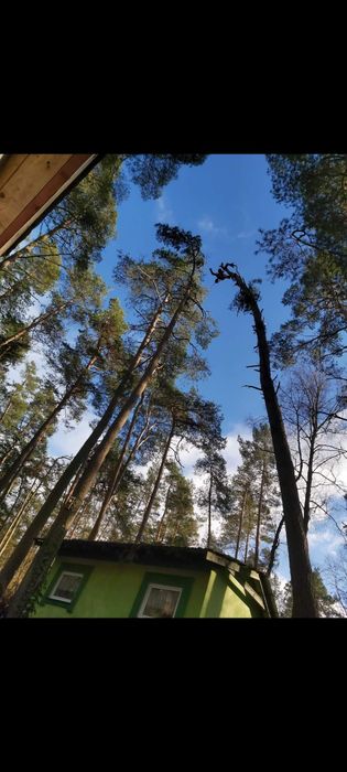 Wycinka drzew metodą alpinistyczną, czyszczenie działek