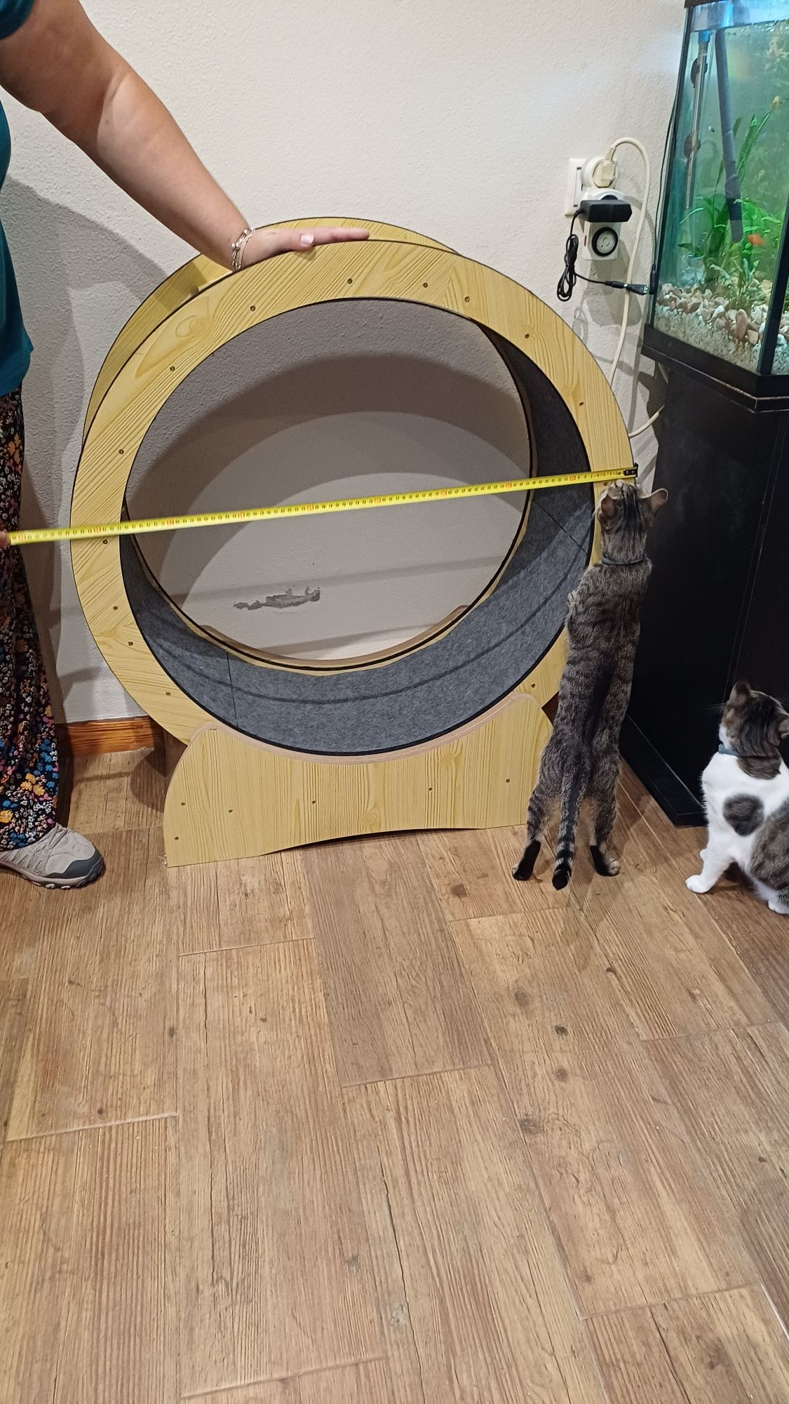Roda exercícios gato