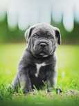 Cane Corso ZKwP/FCI Po pięknych i wyjatkowych rodzicach.