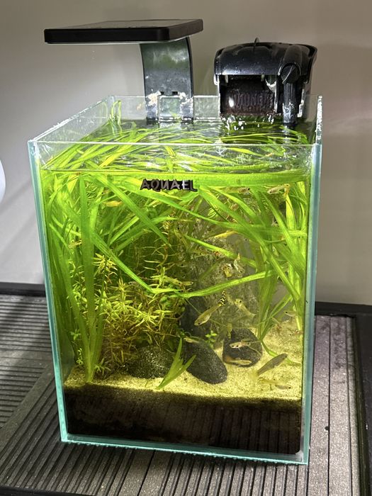 Aquael shrimp set 10 kostka z życiem