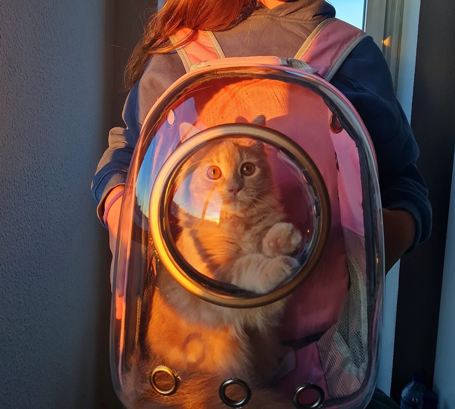 Mochila transparente transportar gatos vários animais PORTES GRÁTIS