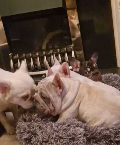 Биг роп біг роп big rope щенки французского бульдога