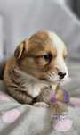 Welsh Corgi Cardigan **Sunia**Do Rezerwacji
