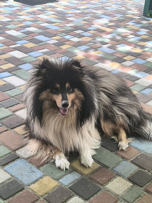 Вязка коллі хлопчик 2 роки.