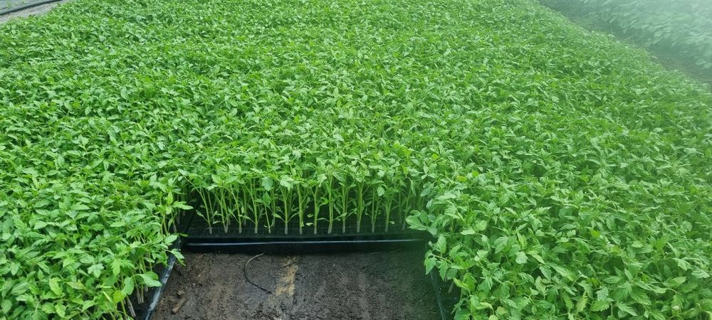 Rozsada pomidora Dyno