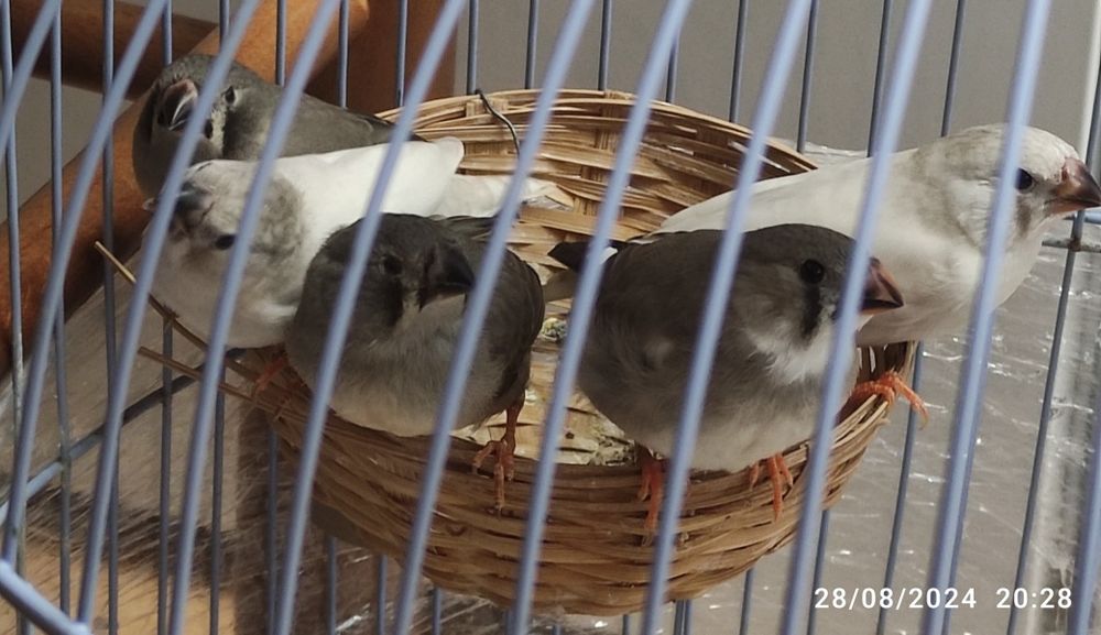 Mandarins criação sexados