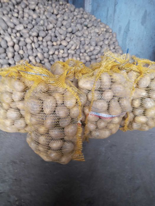 Sprzedam ziemniaki jadalne odmiany soraya