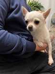 Suka hodowlana Chihuahua FCI ZKwP