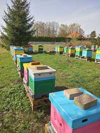 Pszczoły - odkłady pszczele