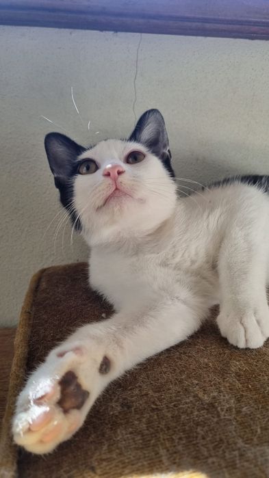 Timor- gato jovem (5 meses para adoção)