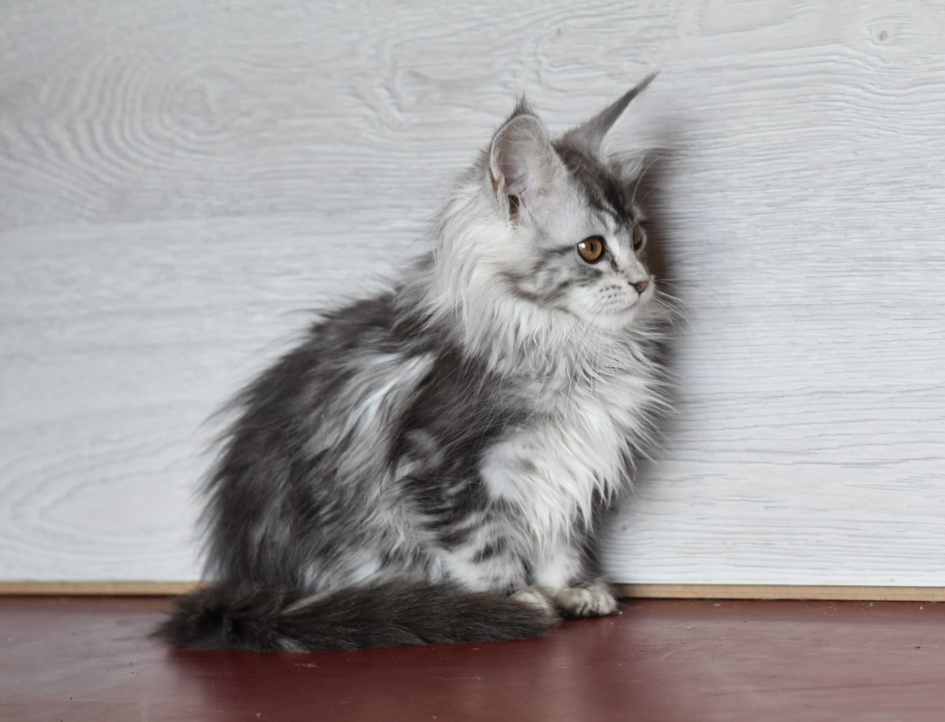 котенок серебристая мечта мейн кунчик девочка