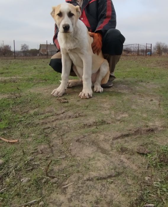 Продам щенка Алабая