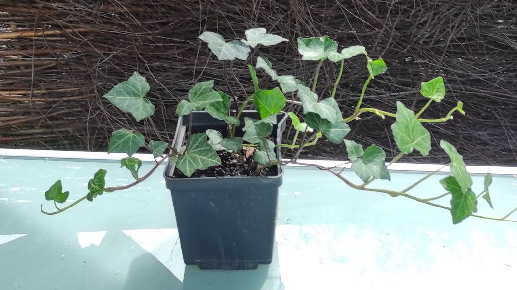 Pnącze zimozielone Bluszcz Hedera Helix