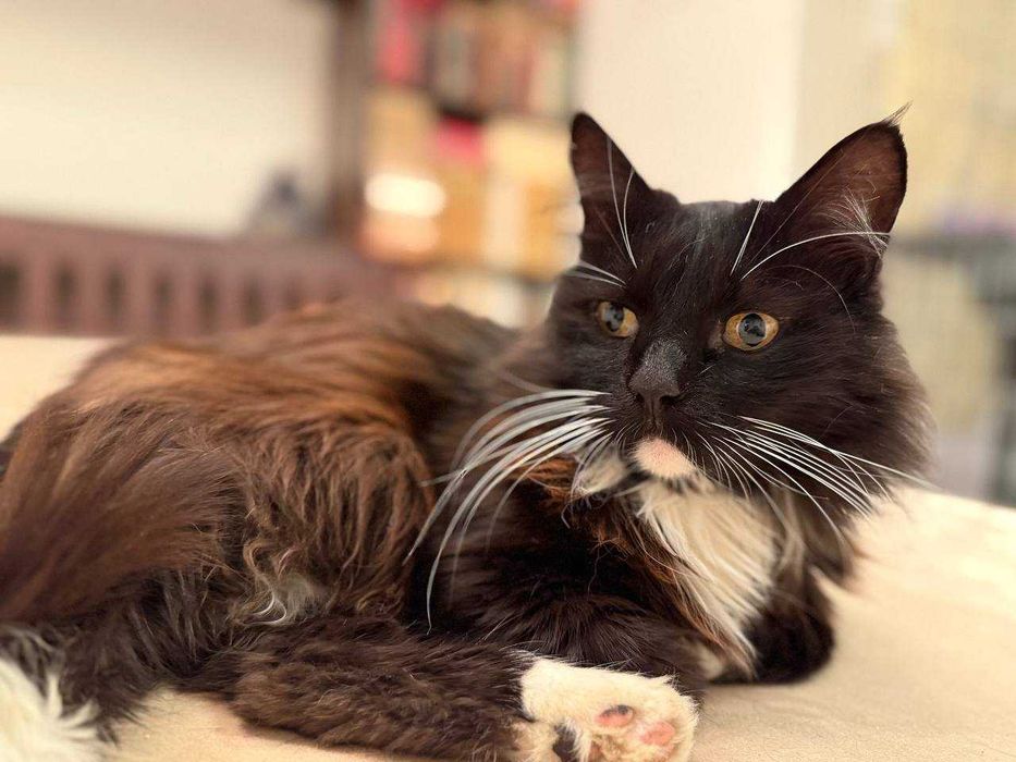 ніжний котик , лагідний кіт , пухнастий і цікавий