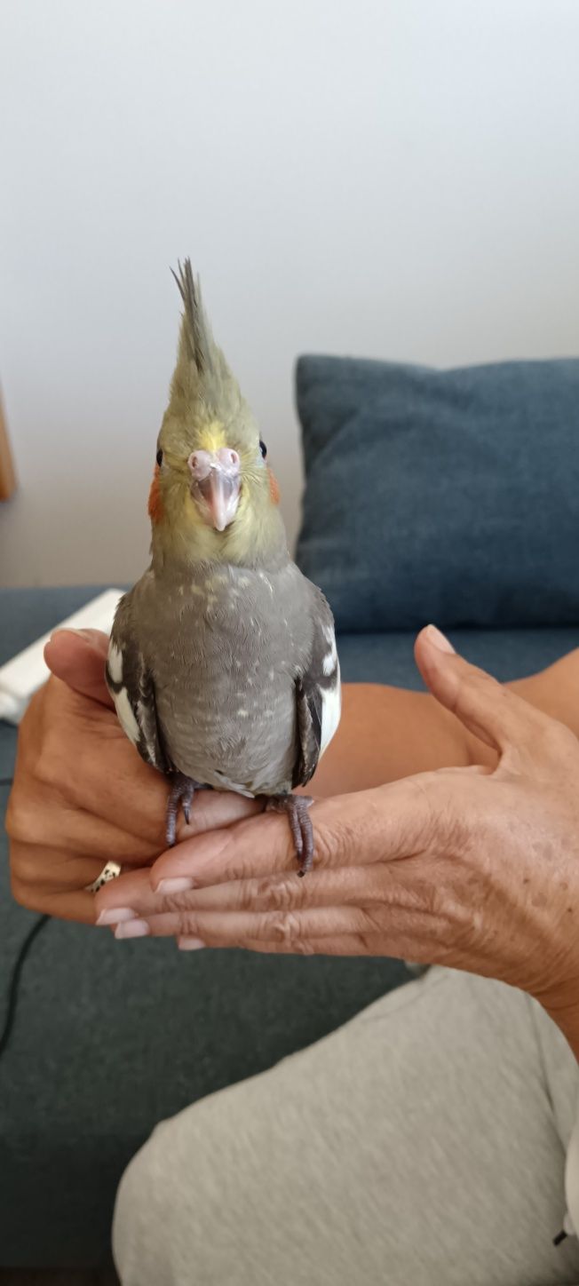 Vendo caturra bebé
