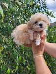 Maltipoo piesek zapraszam