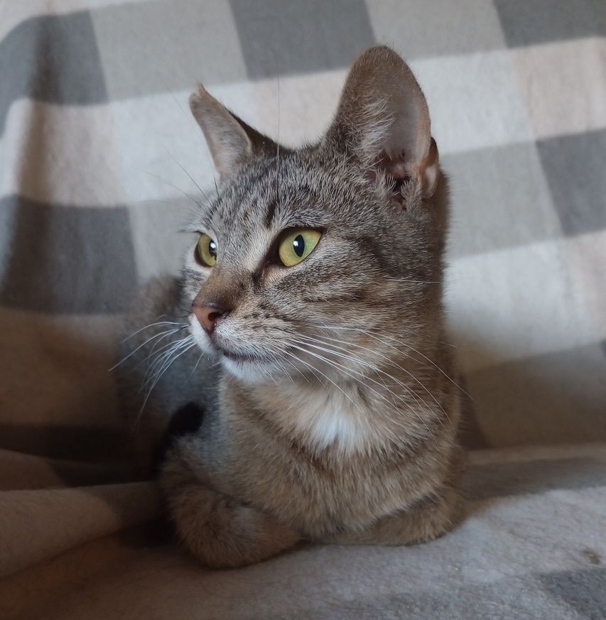 Adopcja kota z schroniska w Miedarach