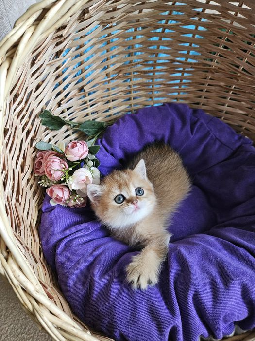 Золотая британская шиншилла кошечка кошка дівчинка