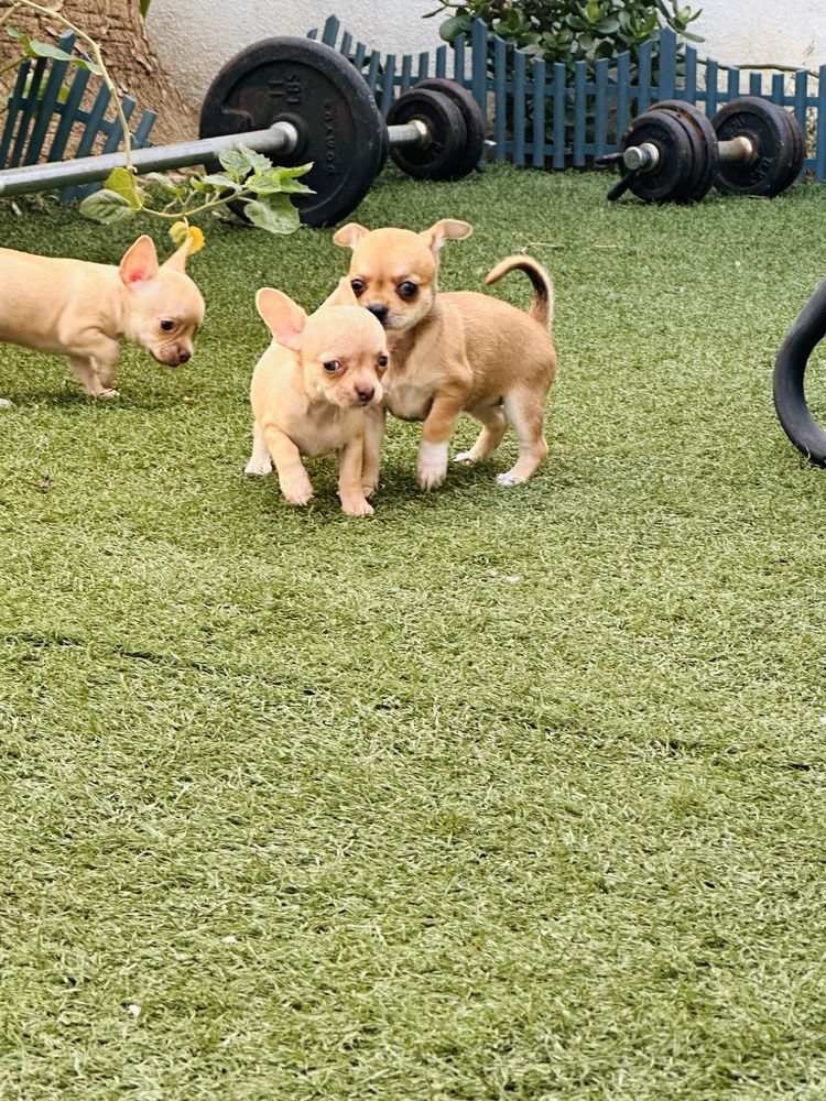 Chihuahua pelo curto