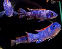 Labeotropheus trewavasae marmalade cat..Malawi