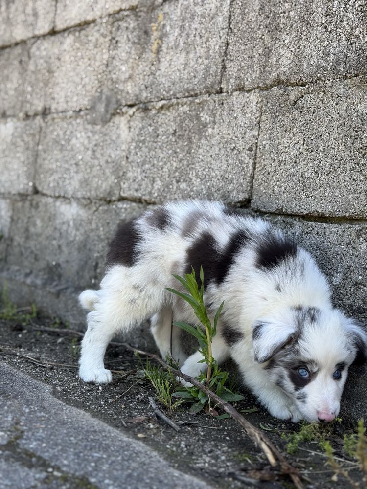 Border Collie macho azul merle / blue merle