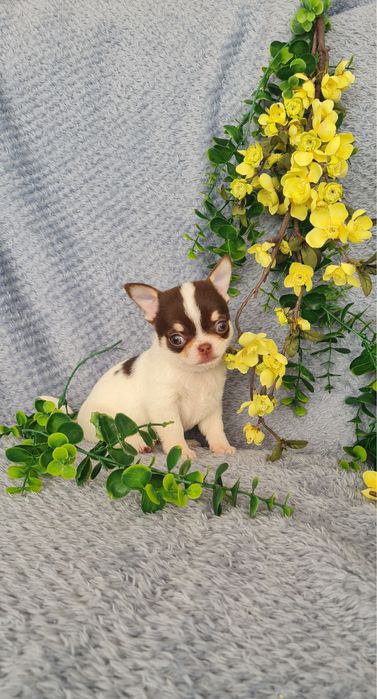 Excelente menina mini chihuahua/chiuaua linhagem Russa.Qualid