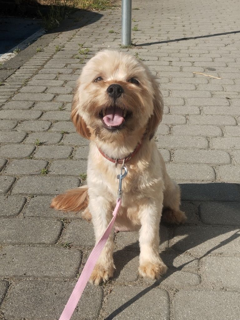 Cavapoo f1b , piesek Moris ( nie maltipoo pudel maltańczyk cavalier)
