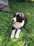 Suczka Border Collie