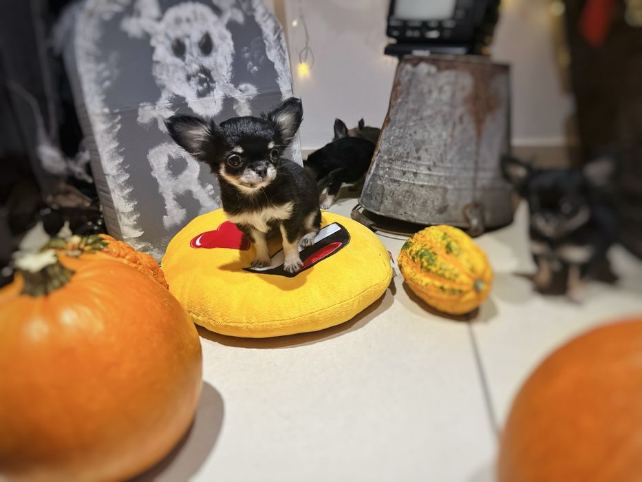 Chihuahua Długowłosa dziewczynka *ZKwP FCI*