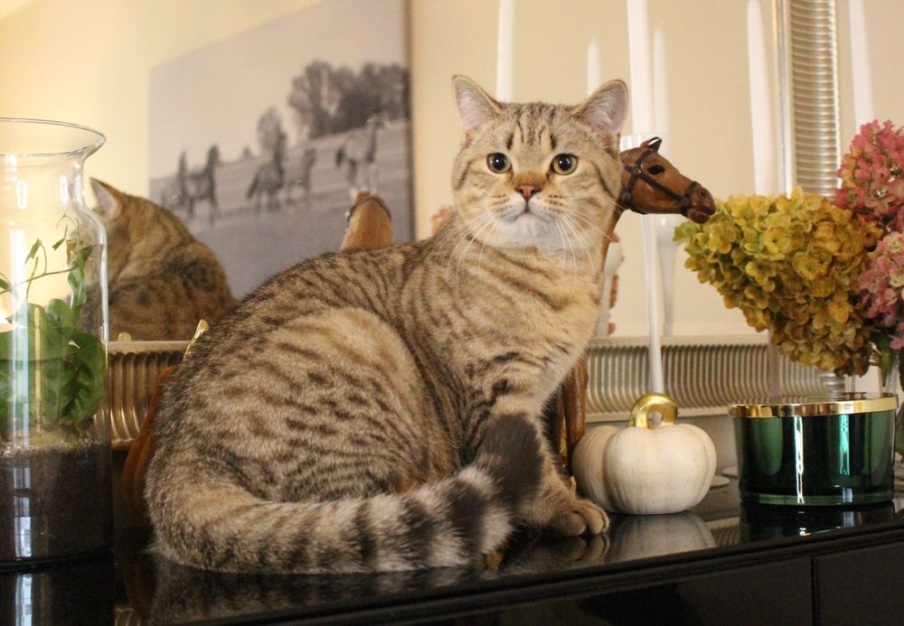 Kocur szkocki prostouchy czekoladowy- WCF kolanka lub hodowla