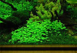 GB IN-VITRO Hydrocotyle tripartita "Japan" rośliny akwariowe