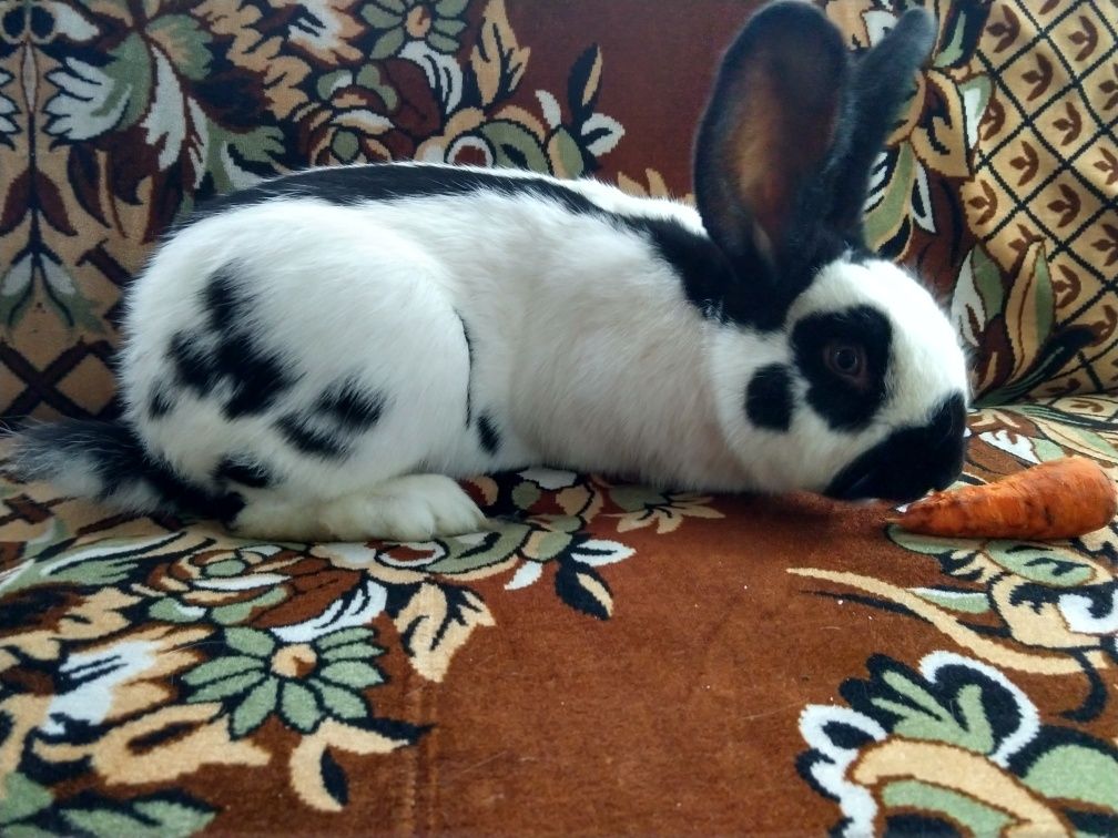 Самчик НСВ(німецький строкатий велетень).