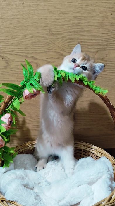 Золота шиншила прямовухі висловухі кошенята шикарні хлопчик дівчинка