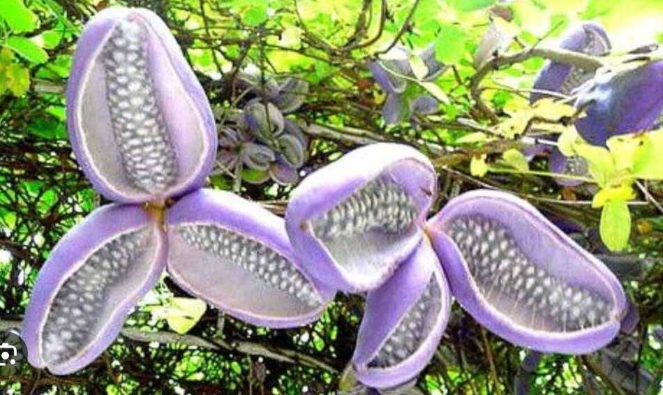 Árvore fruto AKEBIA QUINATA Japão Coreia - portes grátis