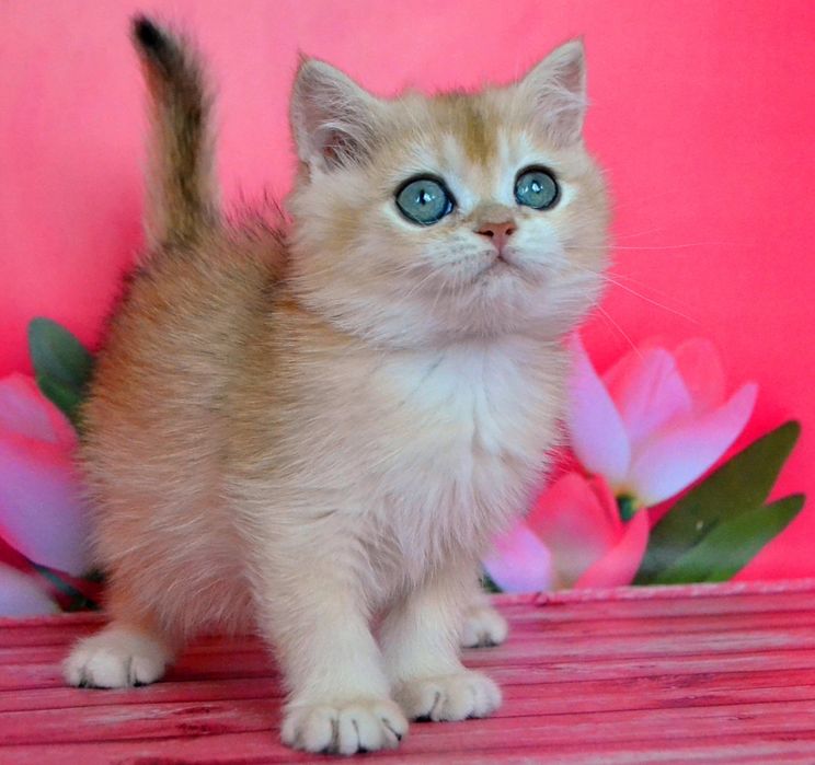 Золота шиншила красуня