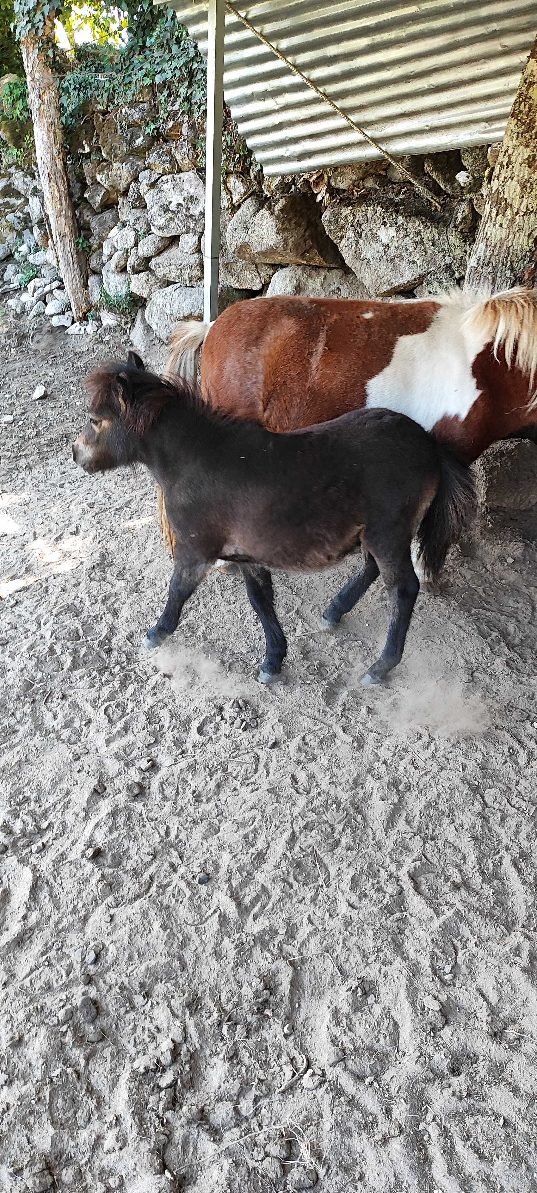 Vendo pônei macho com 4 meses