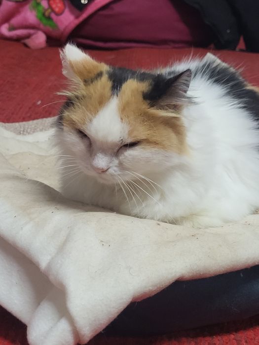 Майя шукає родину