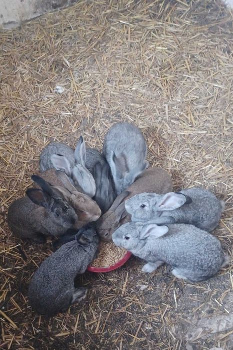 Króliki mieszańce ras mięsnych