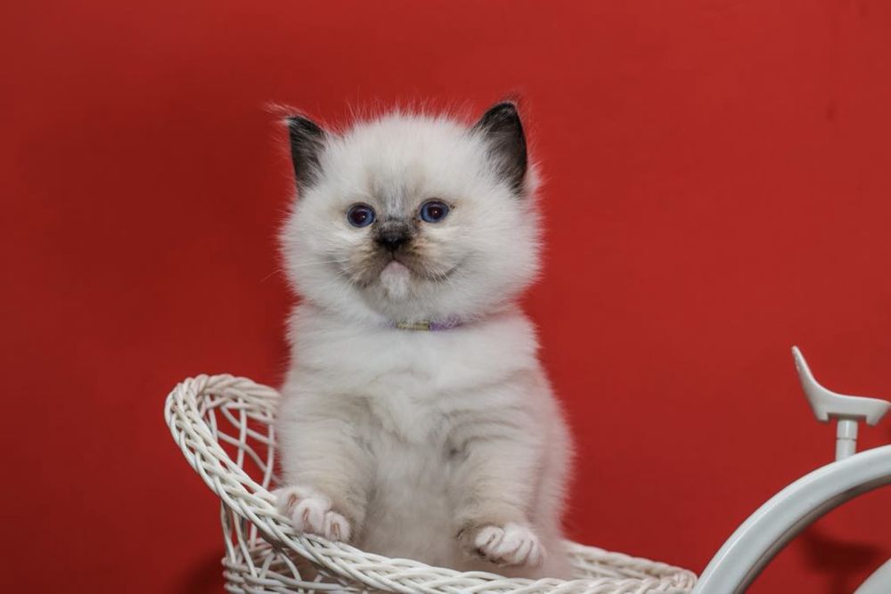 Ragdoll kotka o umaszczeniu seal mitted