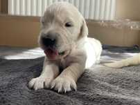 Golden Retriever – 9 szczeniąt. 1 suczka, 8 piesków
