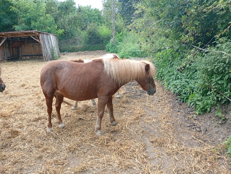 Kucynki dwie na sprzedaż