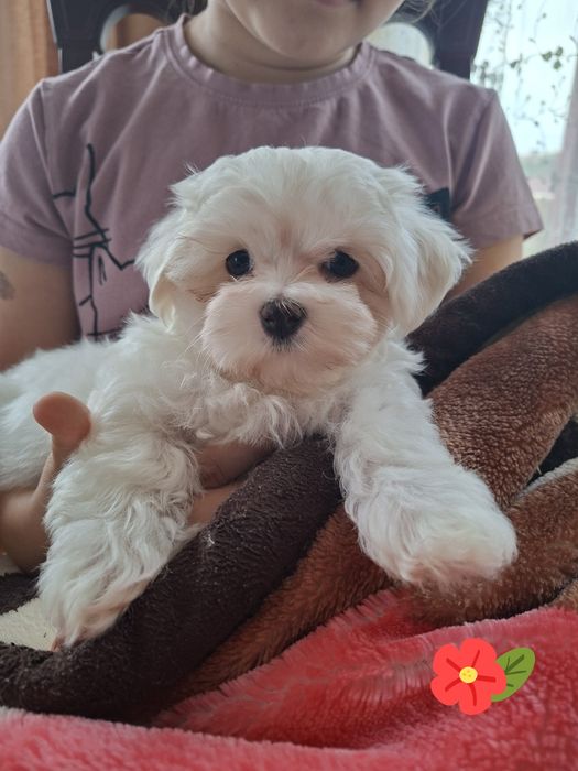 Suczka Maltańczyk z rodowodem FCI